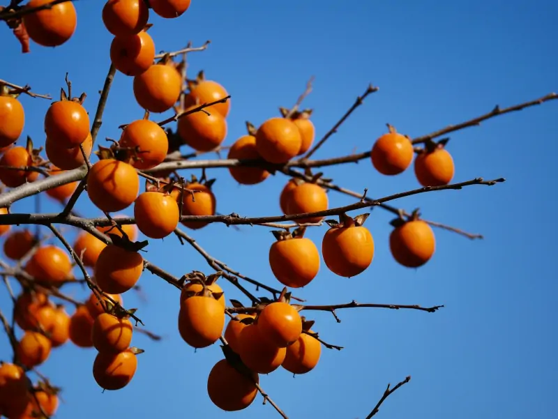 persimmons-branch