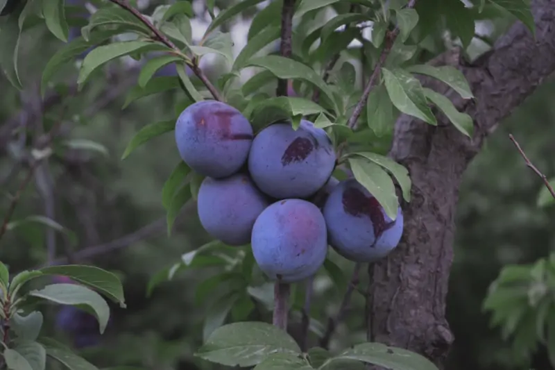 plum-branch