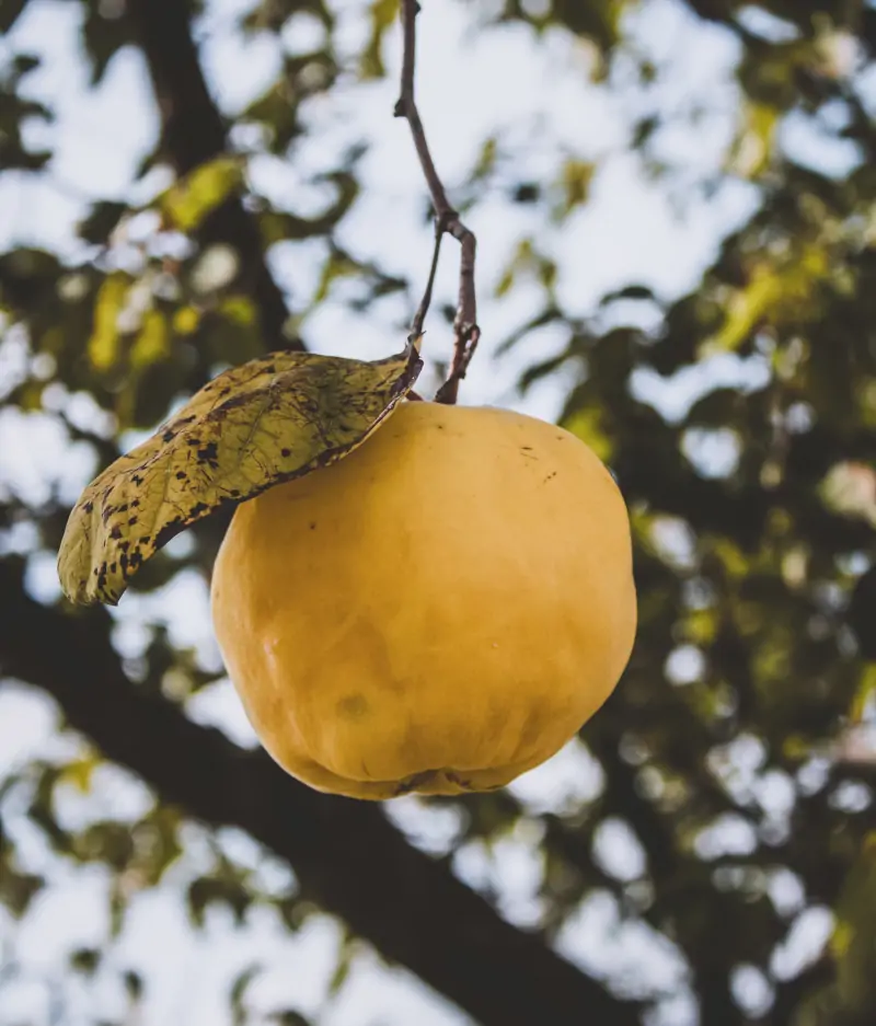 quince-branch