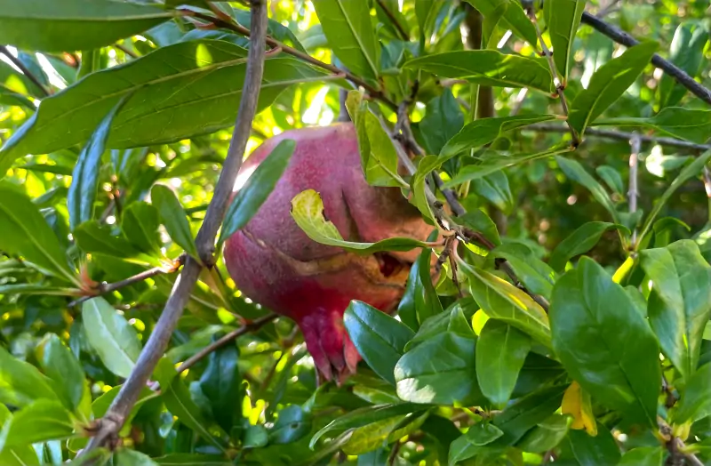Read more about the article Why Pomegranates Split and How to Prevent It