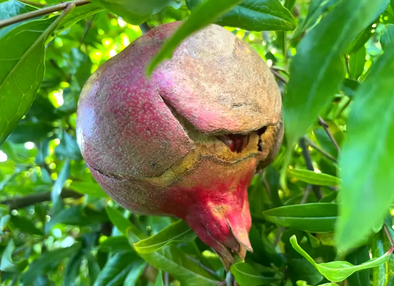 split-pomegranate