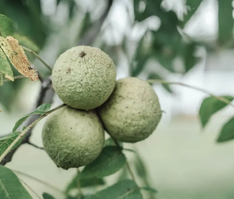 walnut-branch